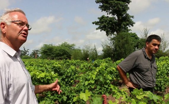 Vidéo : Le Sénégal a désormais son vin