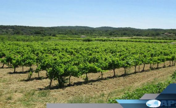 Bélal Altiné Sow, ancien modou-modou parie sur le business agricole à Kolda