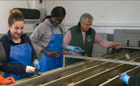 Echanges de bons tuyaux entre ostréiculteurs français et sénégalais à Marennes-Oléron