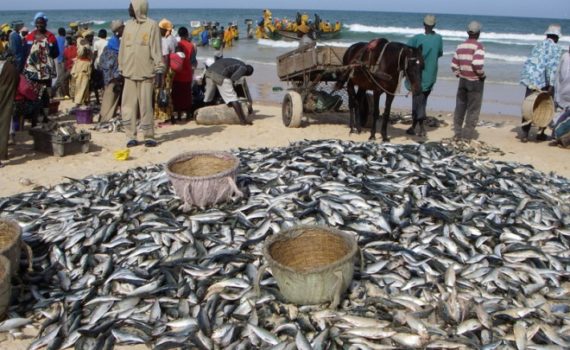 Exposition à l’Aquarium de la Porte Dorée à Paris sur le Sénégal: l’homme et la mer