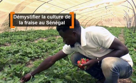 La fraise « bio » Sénégalaise à la conquête du marché africain