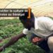 La fraise « bio » Sénégalaise à la conquête du marché africain