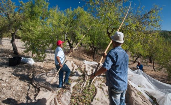 L’Italie décide de régulariser des travailleurs clandestins travaillant dans l’agriculture et l’aide à domicile