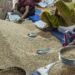44 pays dont le Sénégal ont besoin d’une aide extérieure pour couvrir leurs besoins alimentaires