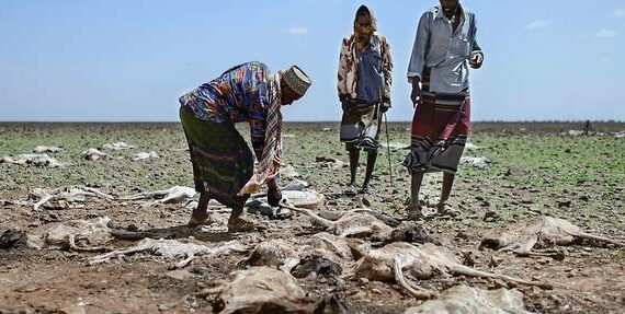Treize millions de personnes menacées de famine dans la Corne de l’Afrique